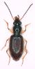 Sinechostictus elongatus